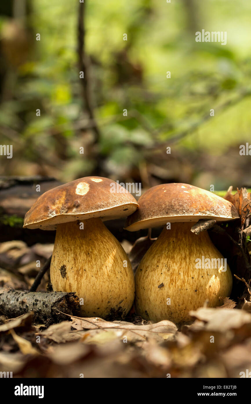 Porcini fungi on the litter (Boletus edulis) Stock Photo