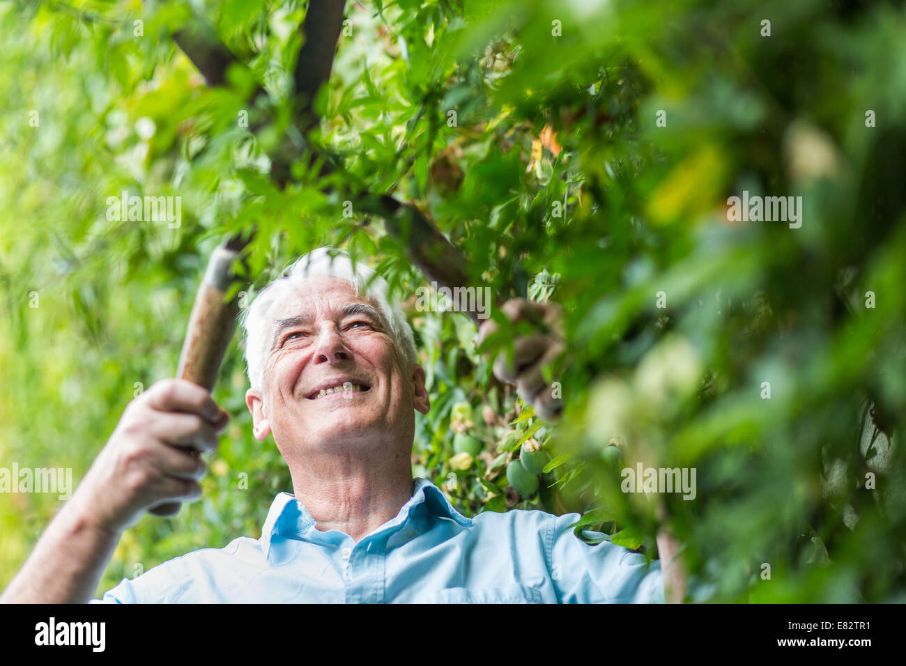 Senior man gardening Stock Photo - Alamy