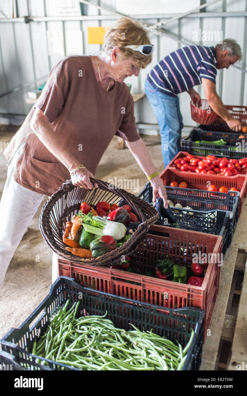 Sale of organic vegetables on the farm, Charente, France. Stock Photo