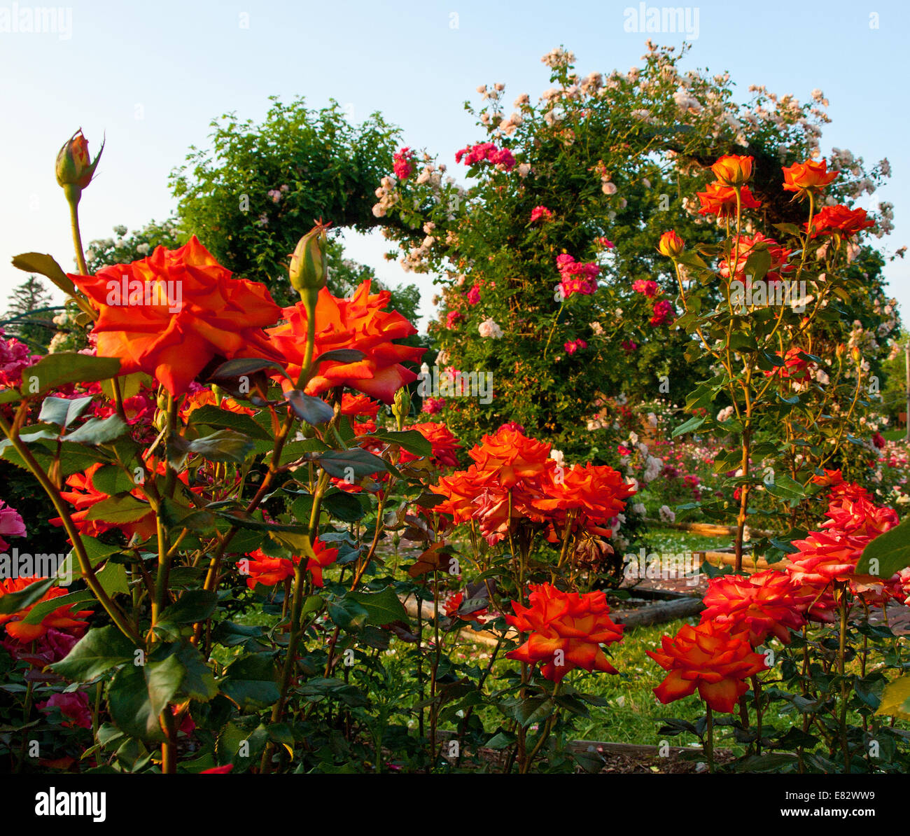 rose garden in early morning Stock Photo - Alamy