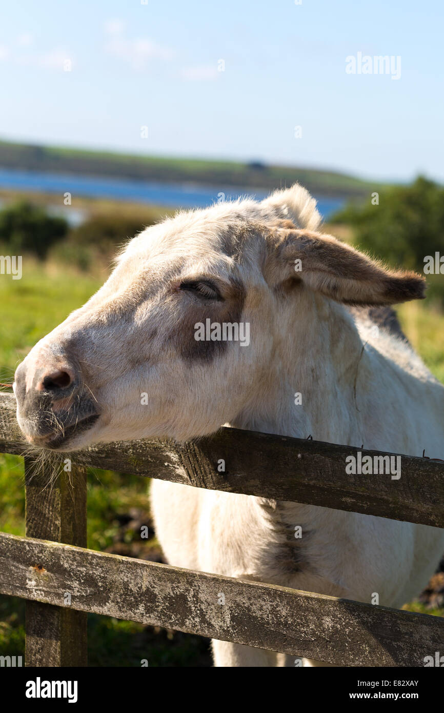 Donkey in pasture ground. Rothesay Isle of Bute Scotland UK Stock Photo