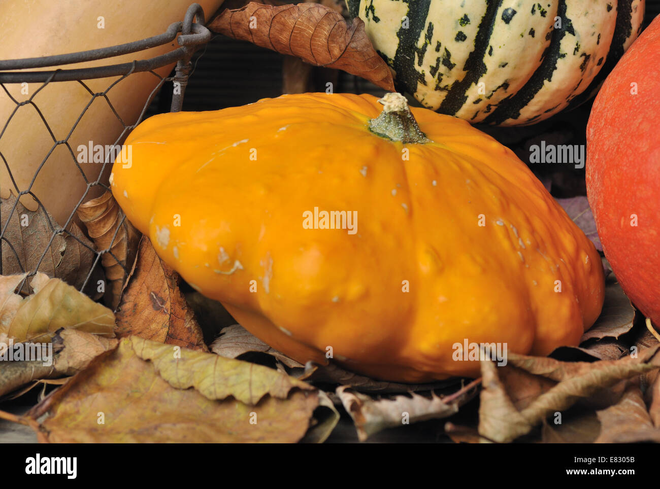 close on pattypan among dried leaves with other squashes Stock Photo