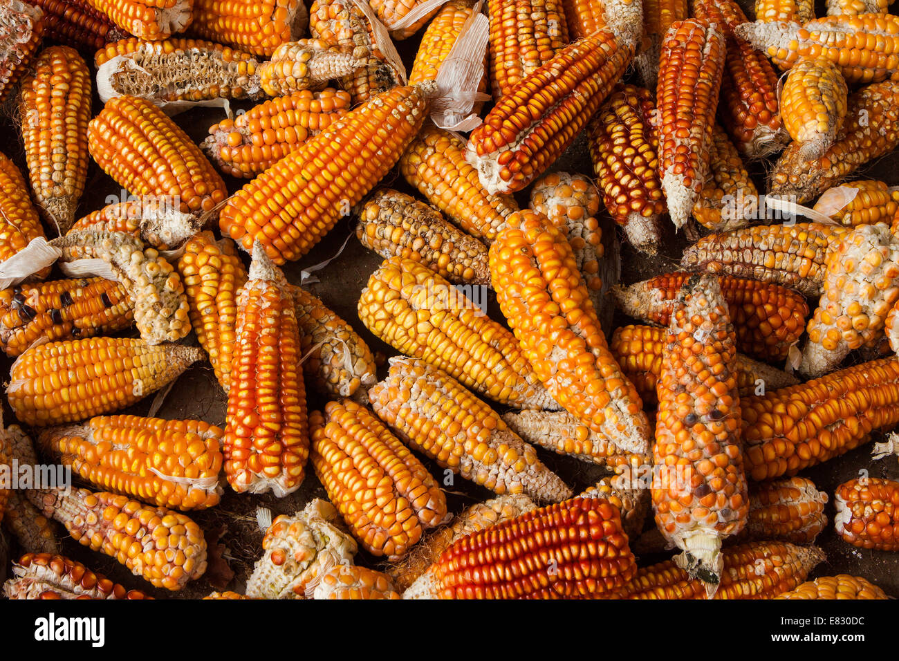 Types of corn hires stock photography and images Alamy