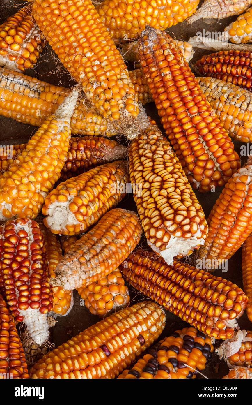 Types of corn hires stock photography and images Alamy