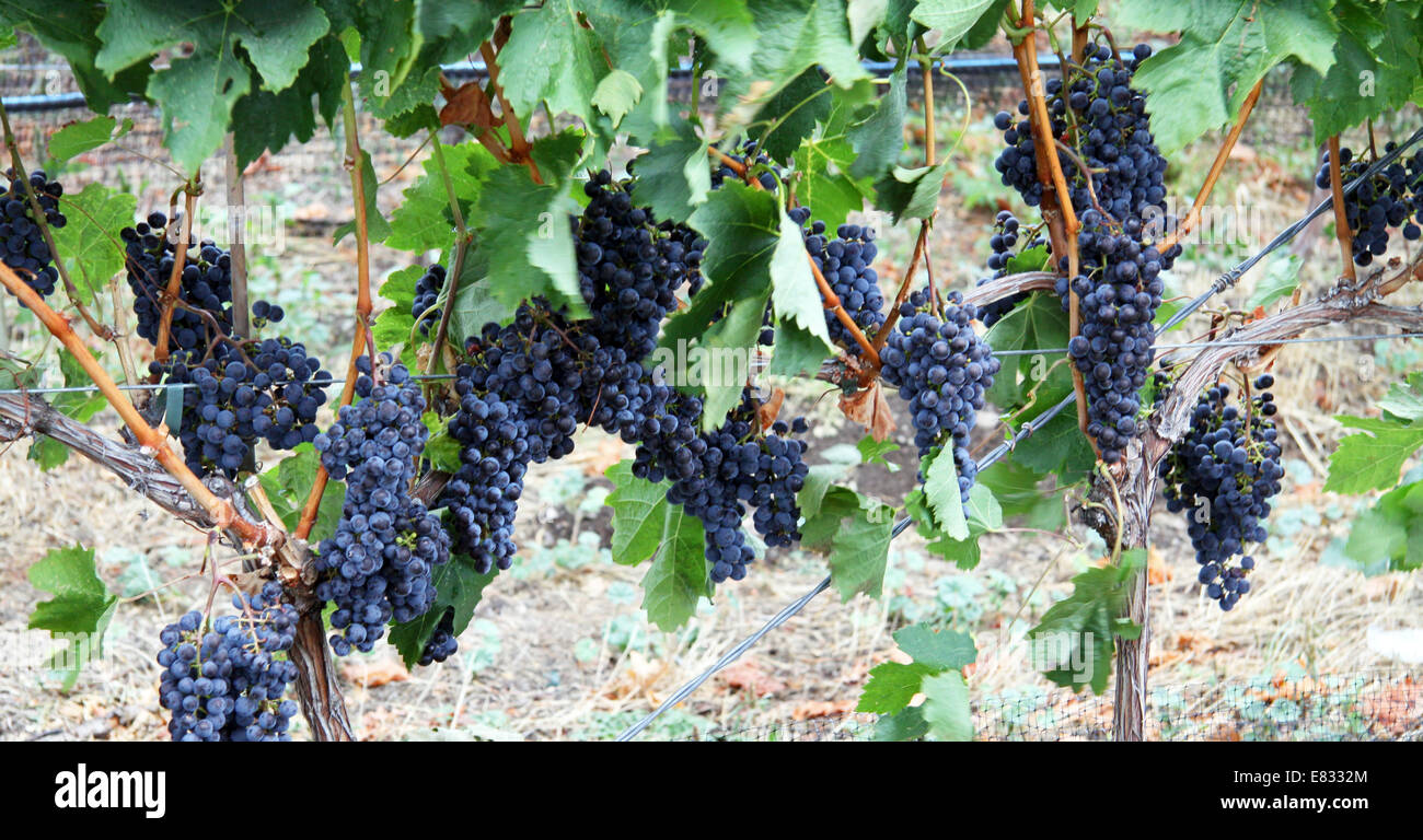 Merlot grapes on the vine in a vineyard in Canada Stock Photo