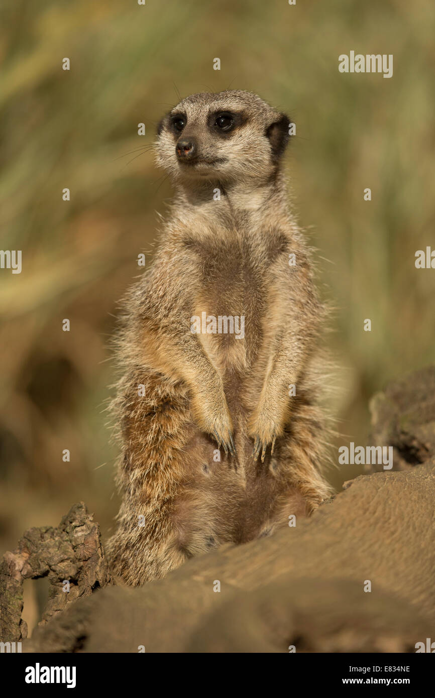 Meerkat (Suricata suricatta) standing alert Stock Photo