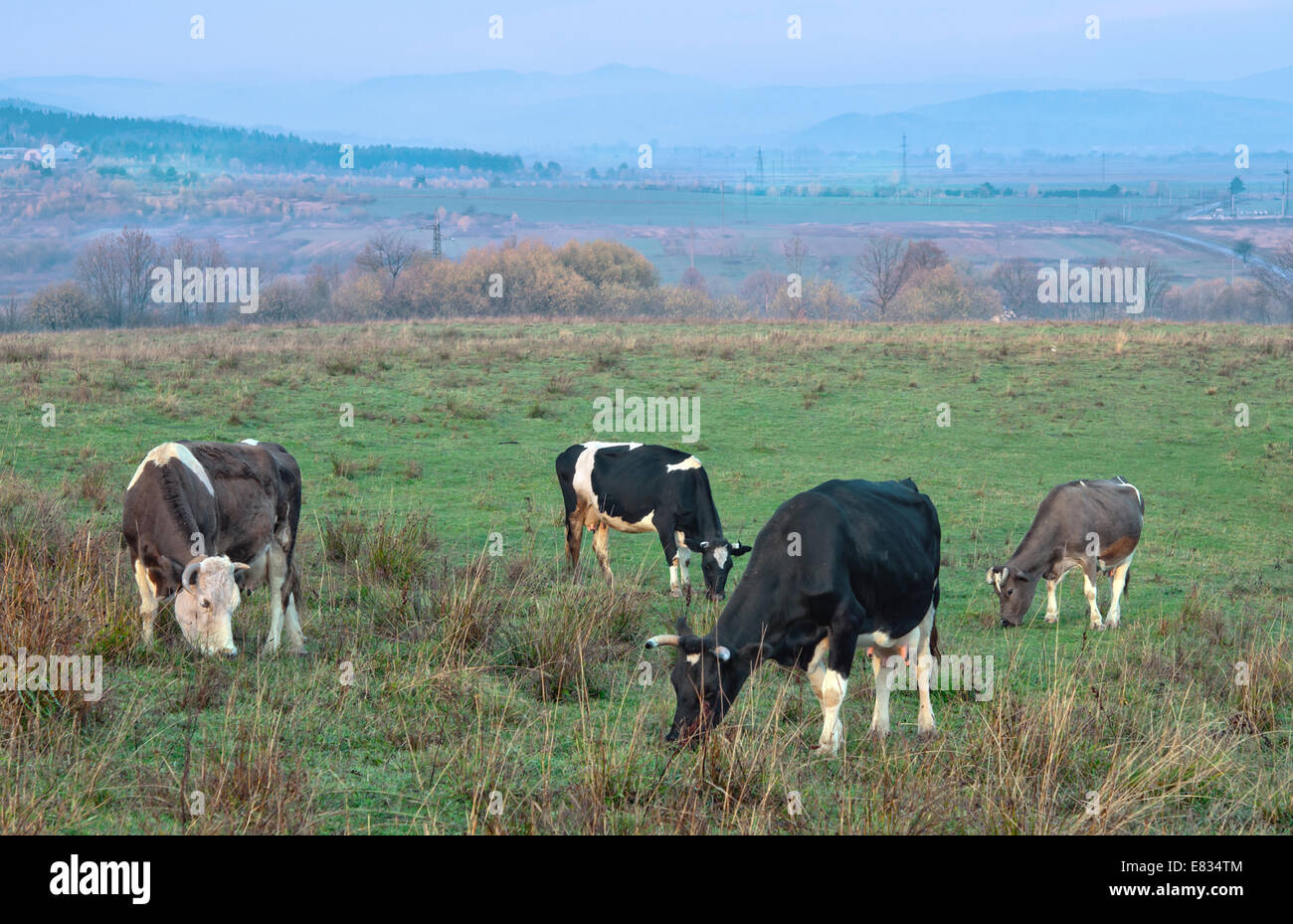 cows grazing on a green lush meadow Stock Photo - Alamy