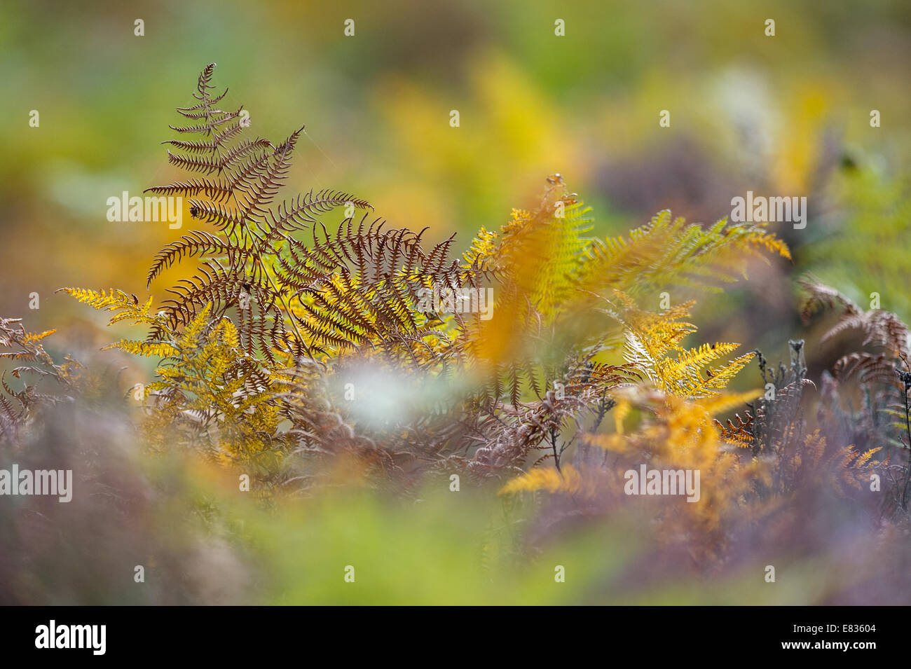 Bracken changing to its autumn colour from green too yellow in a field of heather. Stock Photo