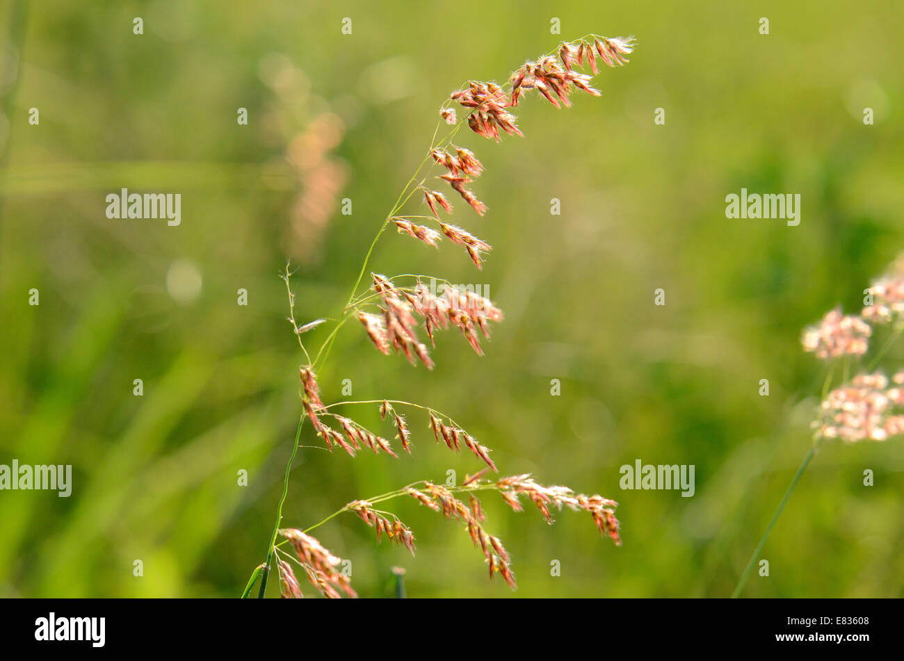 heart_plus. www.alamy.comstock-photo-beautiful-natal-grass-flower-melinis-...