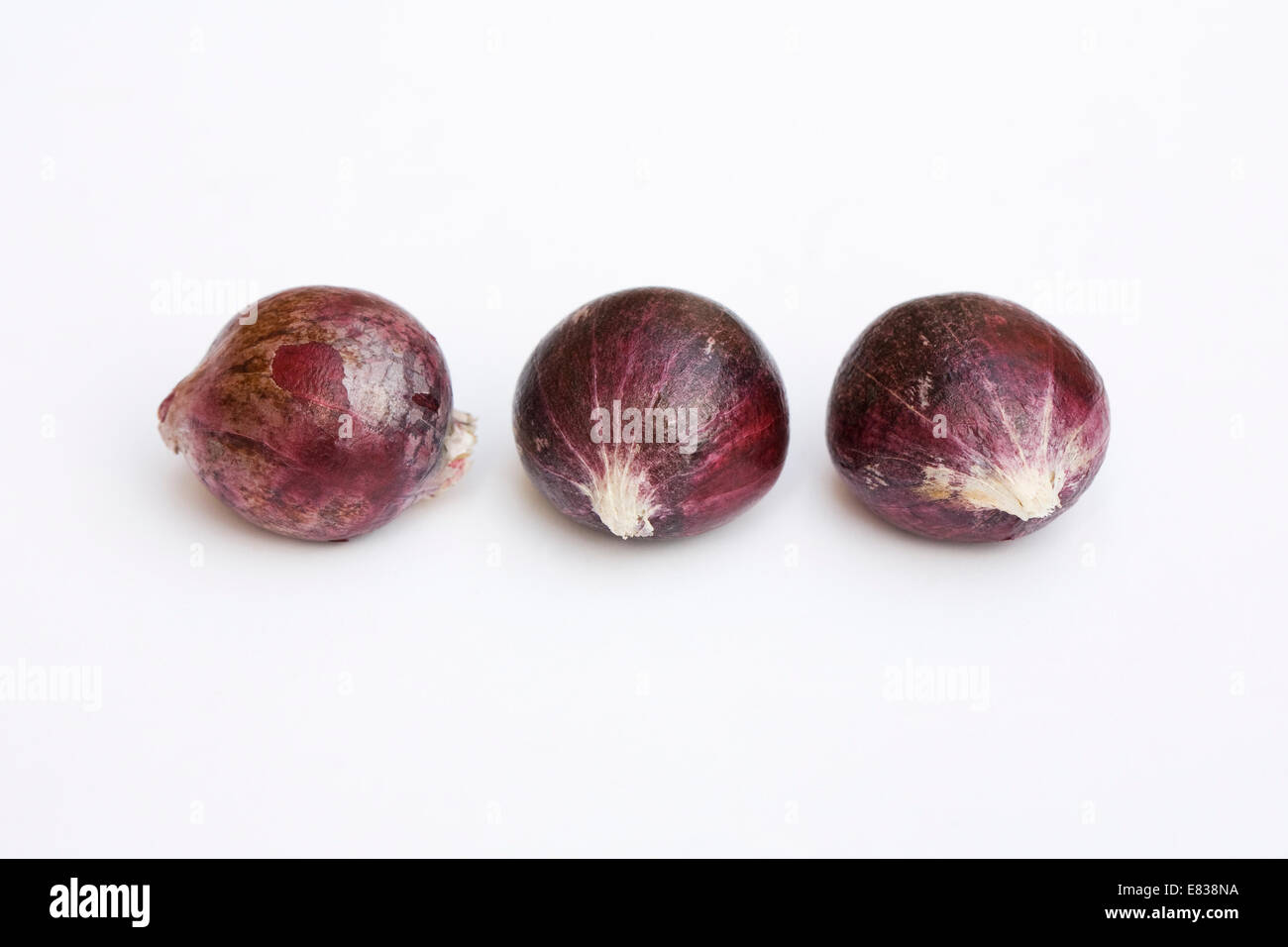 Allium 'Graceful Beauty' bulbs. Stock Photo