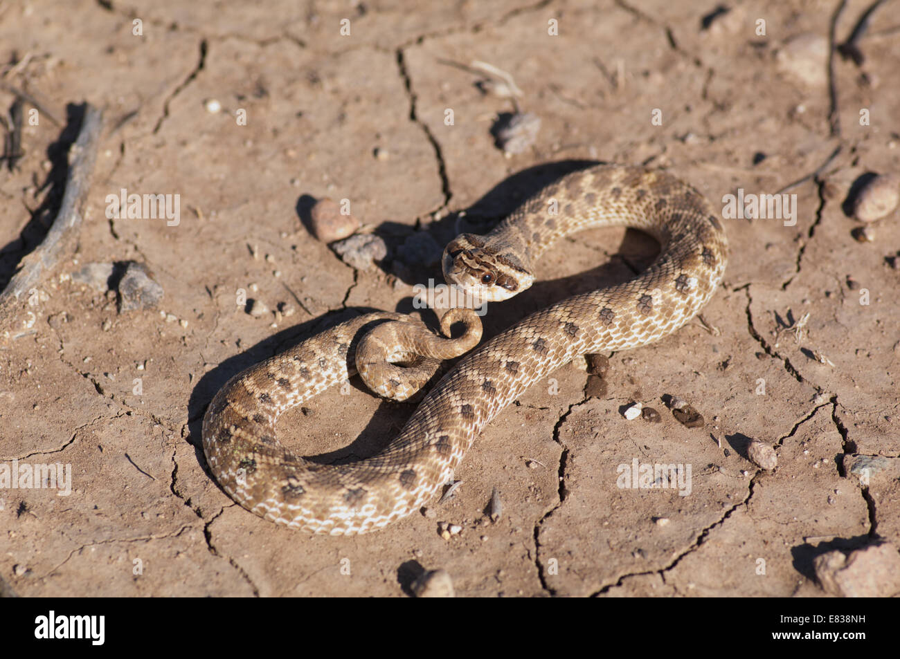 A juvenile Mexican Hog-nosed Snake (Heterodon kennerlyi) on the dry desert floor in Hidalgo County, New Mexico. Stock Photo