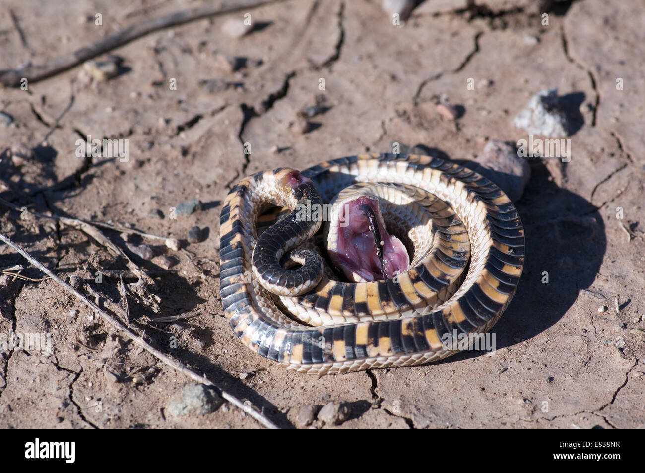 Eastern Hognose Snake Playing Dead - Stock Image - C002/1935