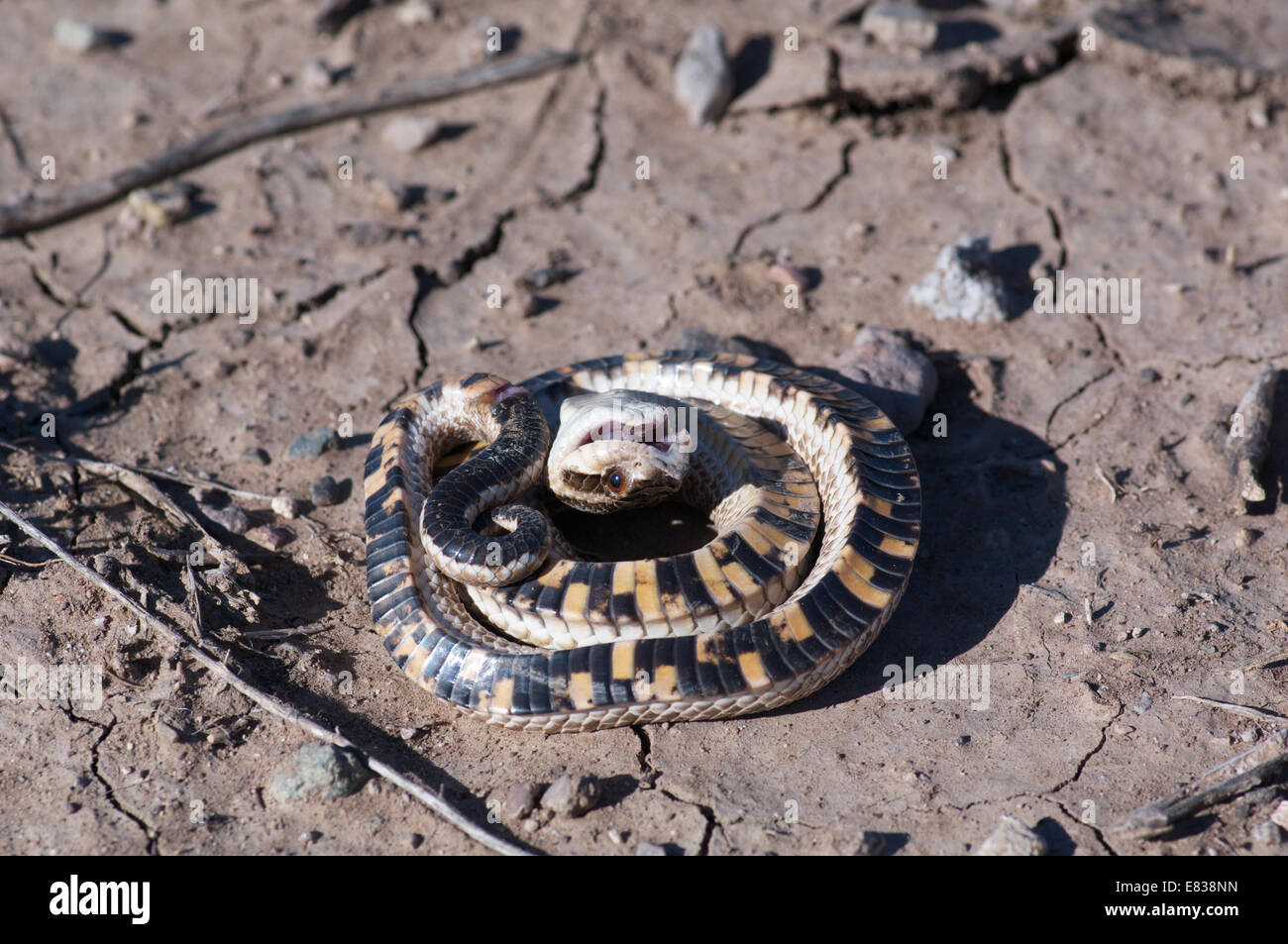 A juvenile Mexican Hog-nosed Snake (Heterodon kennerlyi) playing dead on the dry desert floor in Hidalgo County, New Mexico. Stock Photo