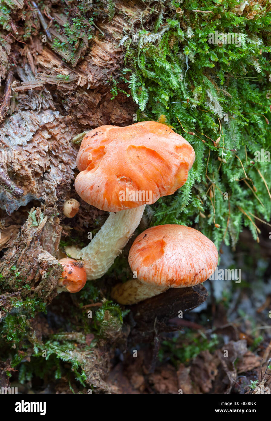 Pholiota astragalina mushrooms Stock Photo