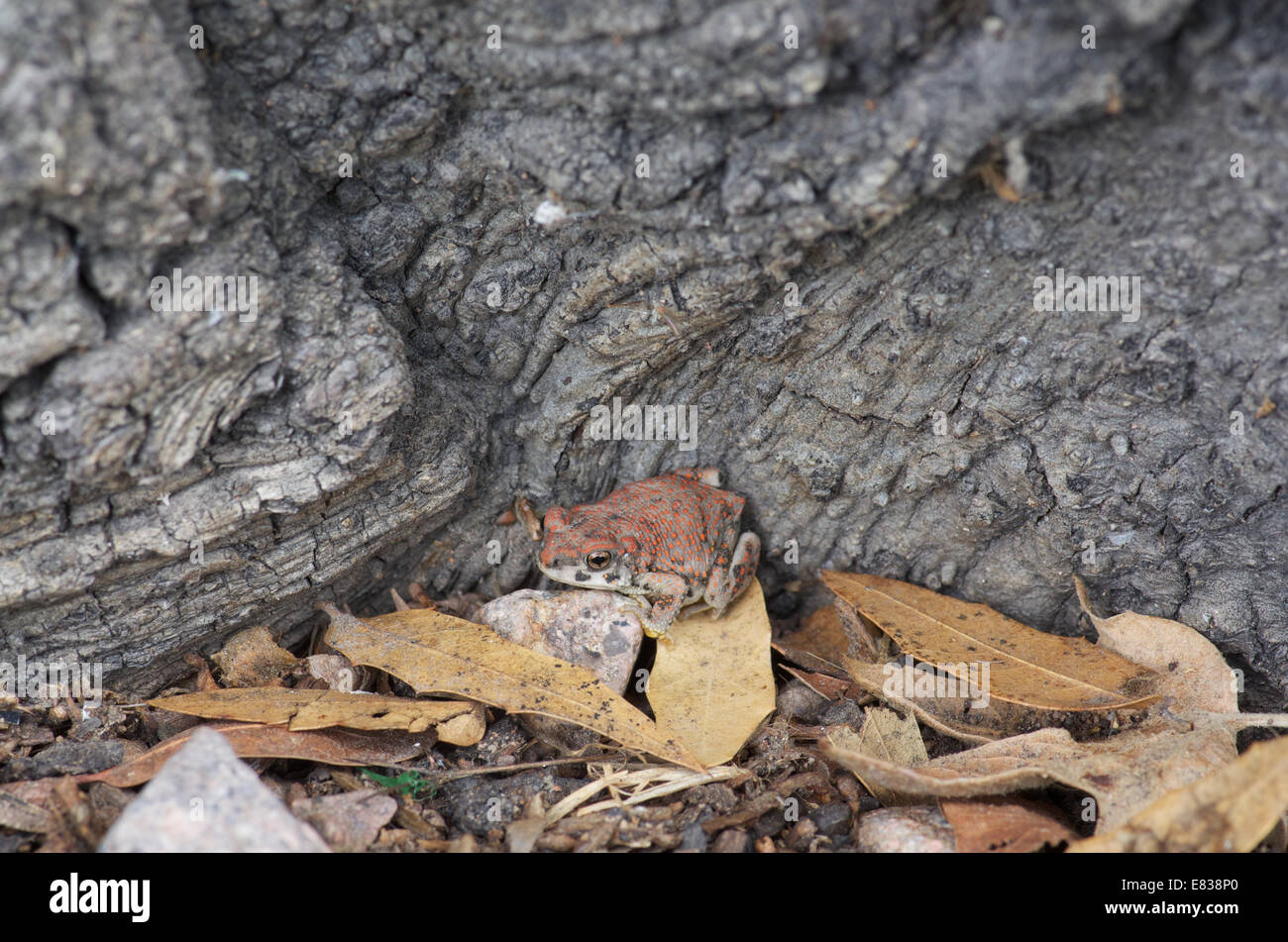 A juvenile Red-spotted Toad (Anaxyrus punctatus) huddles against a thick tree trunk in Santa Cruz County, Arizona. Stock Photo