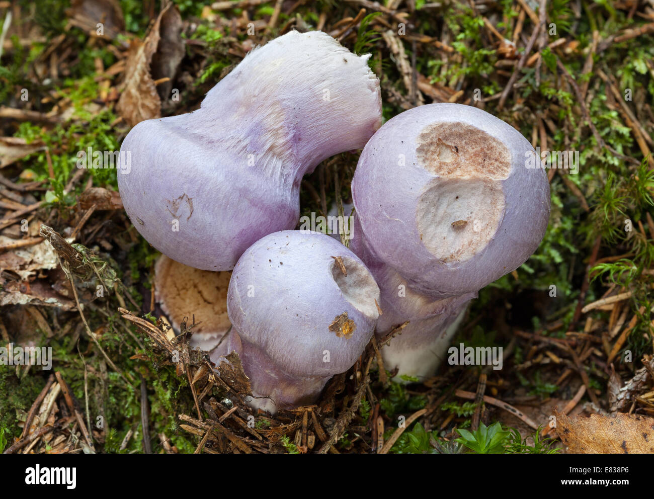 Gassy webcap mushrooms Stock Photo