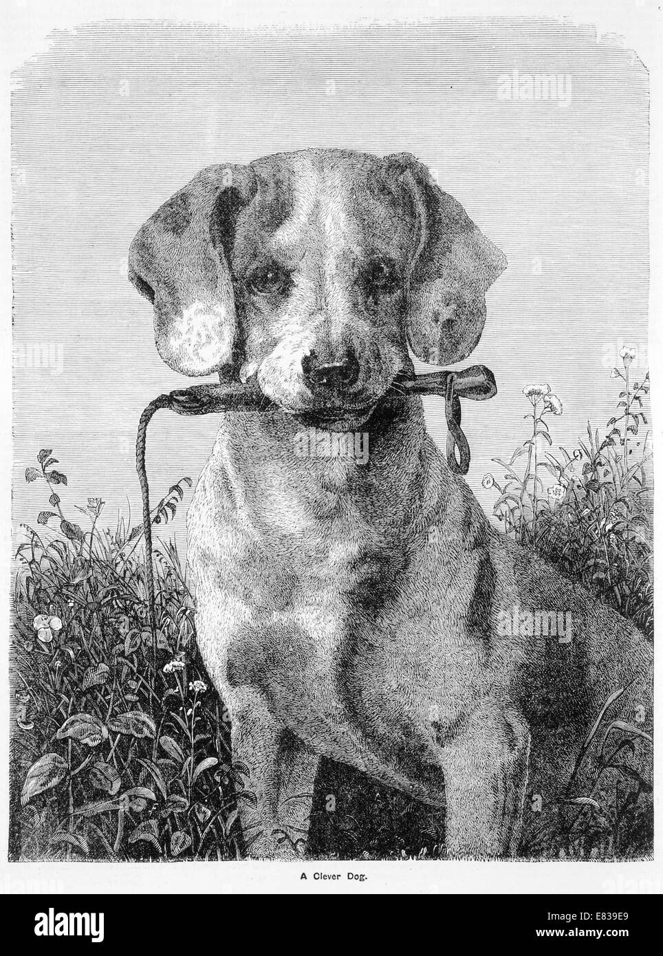 A clever dog circa 1885 Stock Photo