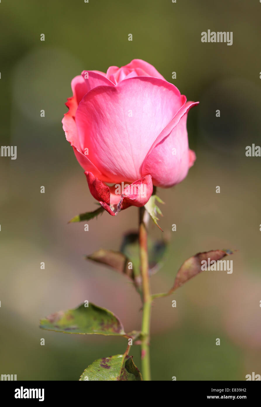 photo lovely Rose Stock Photo Alamy