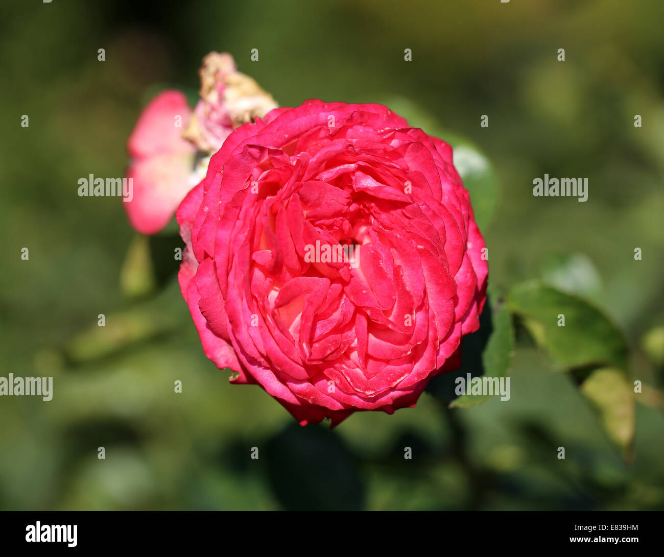 photo lovely Rose Stock Photo - Alamy