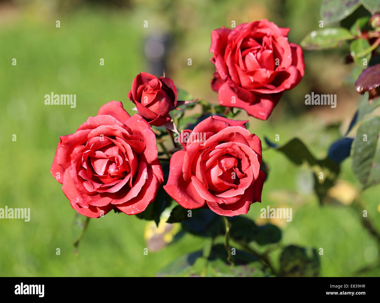 photo beautiful unusual roses Stock Photo - Alamy