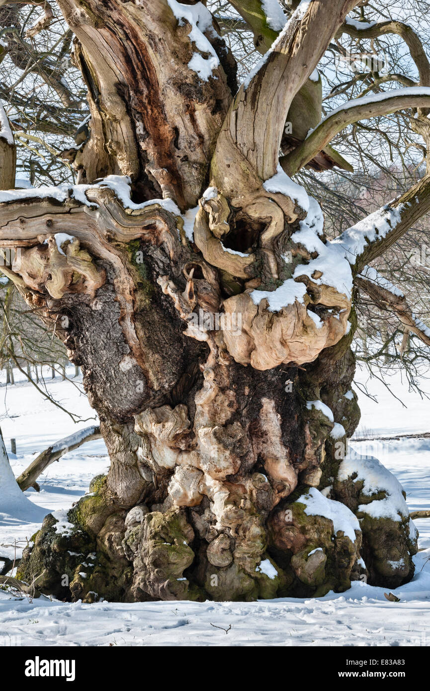 One of the old Sweet Chestnut trees (Spanish chestnut, castanea sativa) at Croft Castle, Herefordshire, said to be over 300 years old, in winter Stock Photo