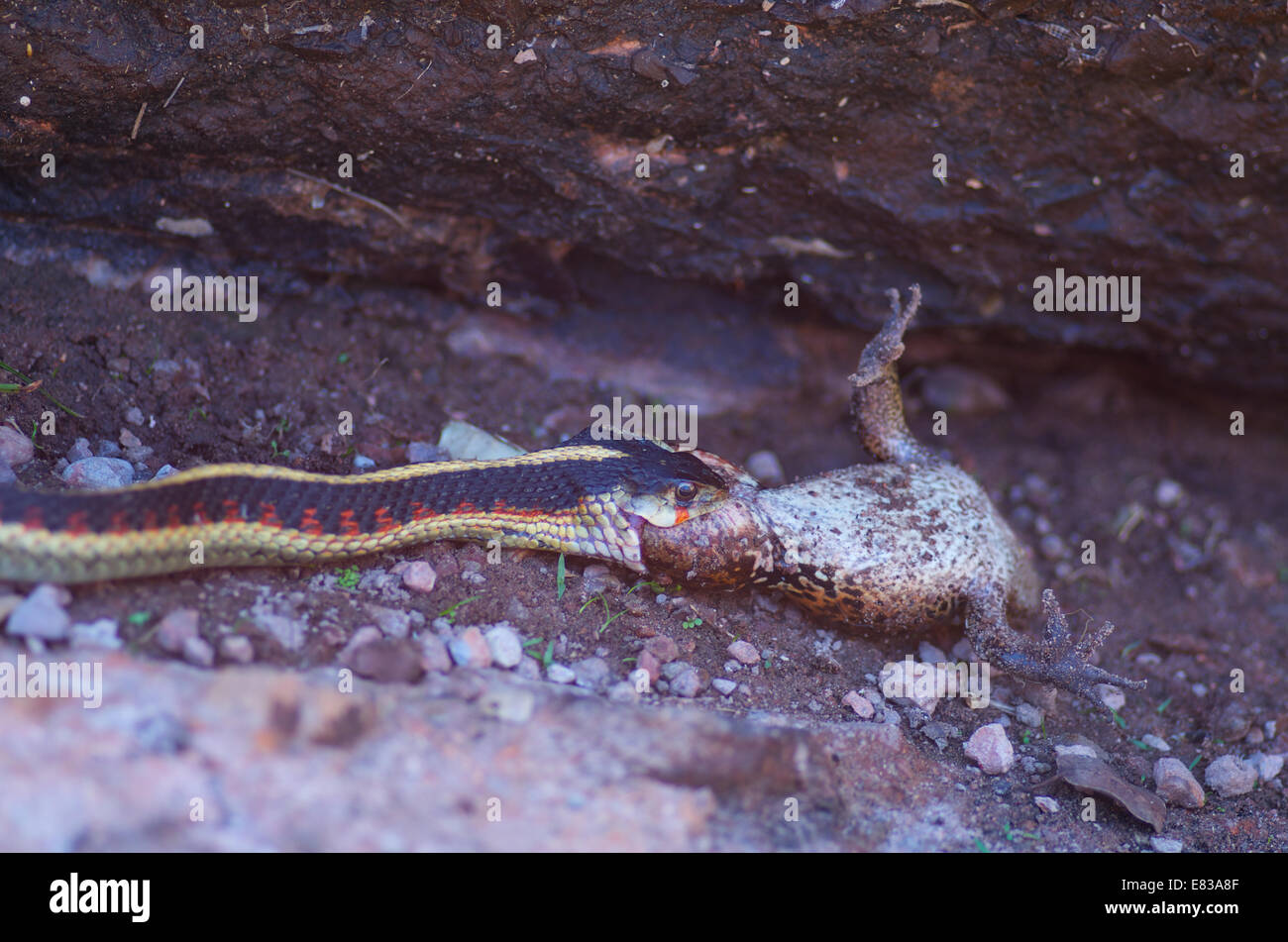 A Valley Gartersnake swallowing a California Red-legged Frog at Pinnacles National Park, San Benito County, California. Stock Photo