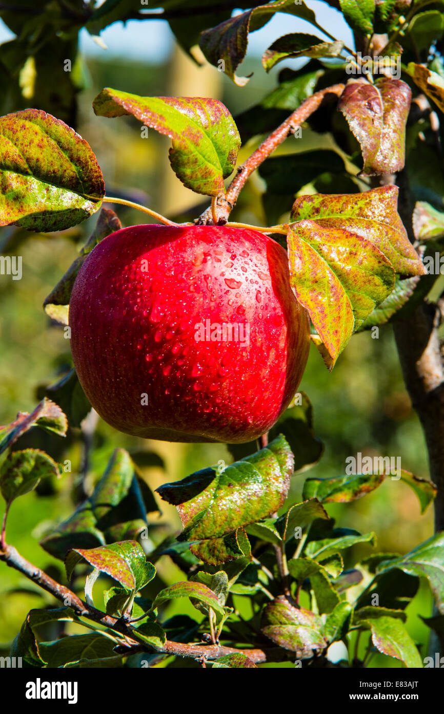 Honey crisp apple hires stock photography and images Alamy