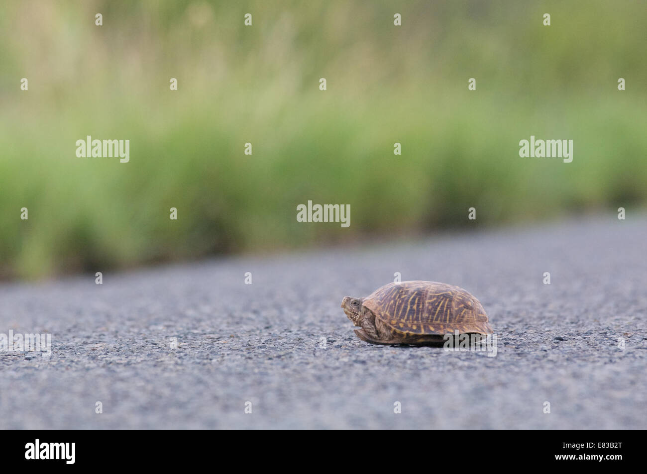 A Desert Box Turtle (Terrapene ornata luteola) paused in the middle of a paved road in Hidalgo County, New Mexico Stock Photo