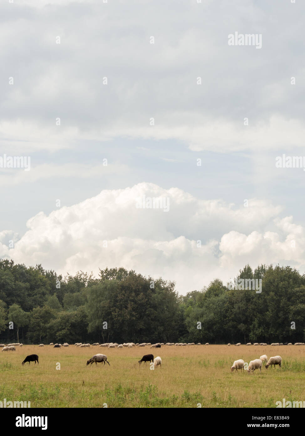 Meadow with horned sheep with a dramatic cloud in the blue sky above ...