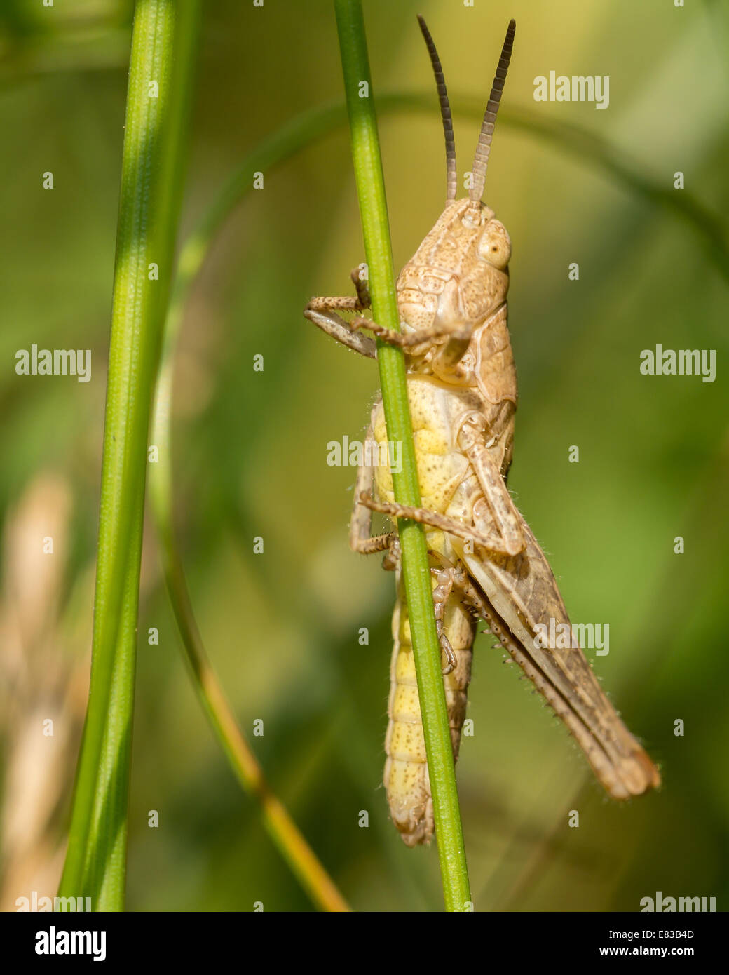 Brown High Resolution Stock Photography and Images Alamy