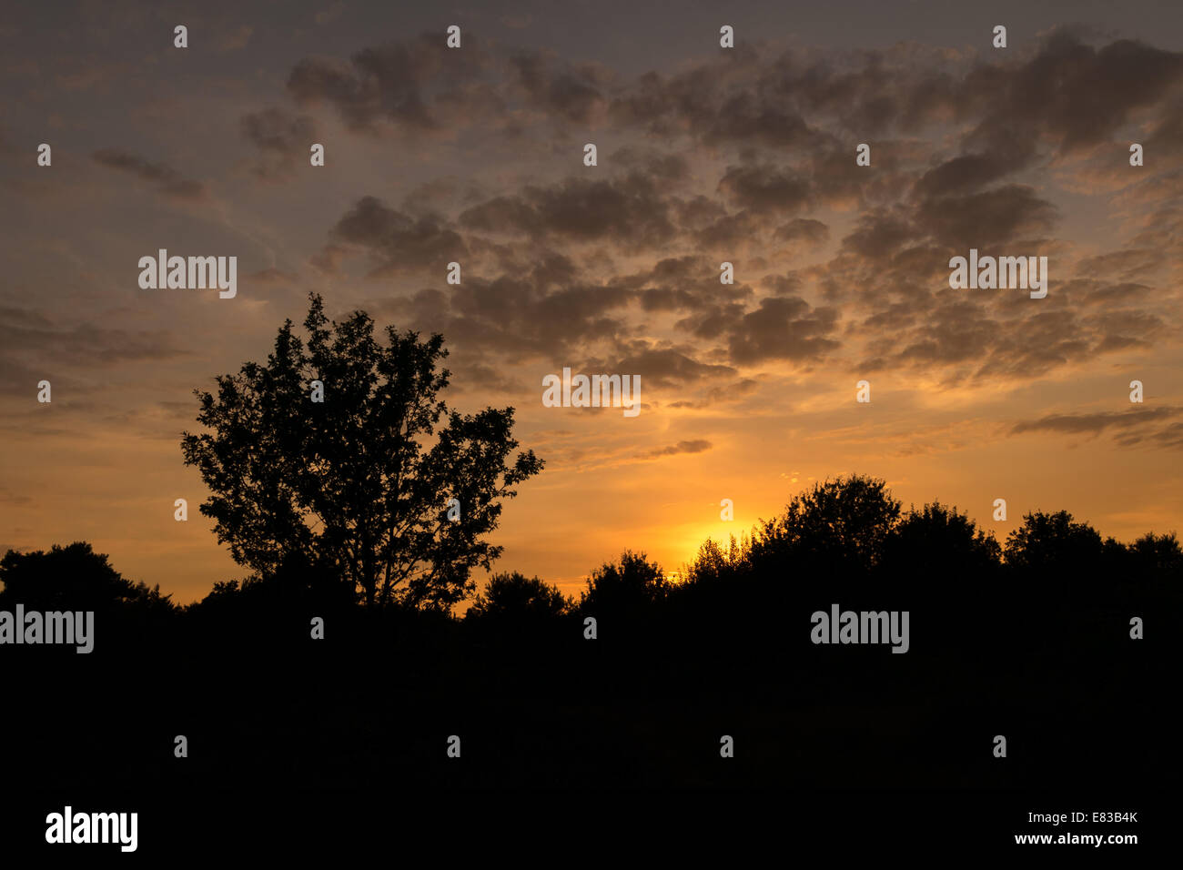 Silhouette of tree under sunset cloudscape Stock Photo - Alamy