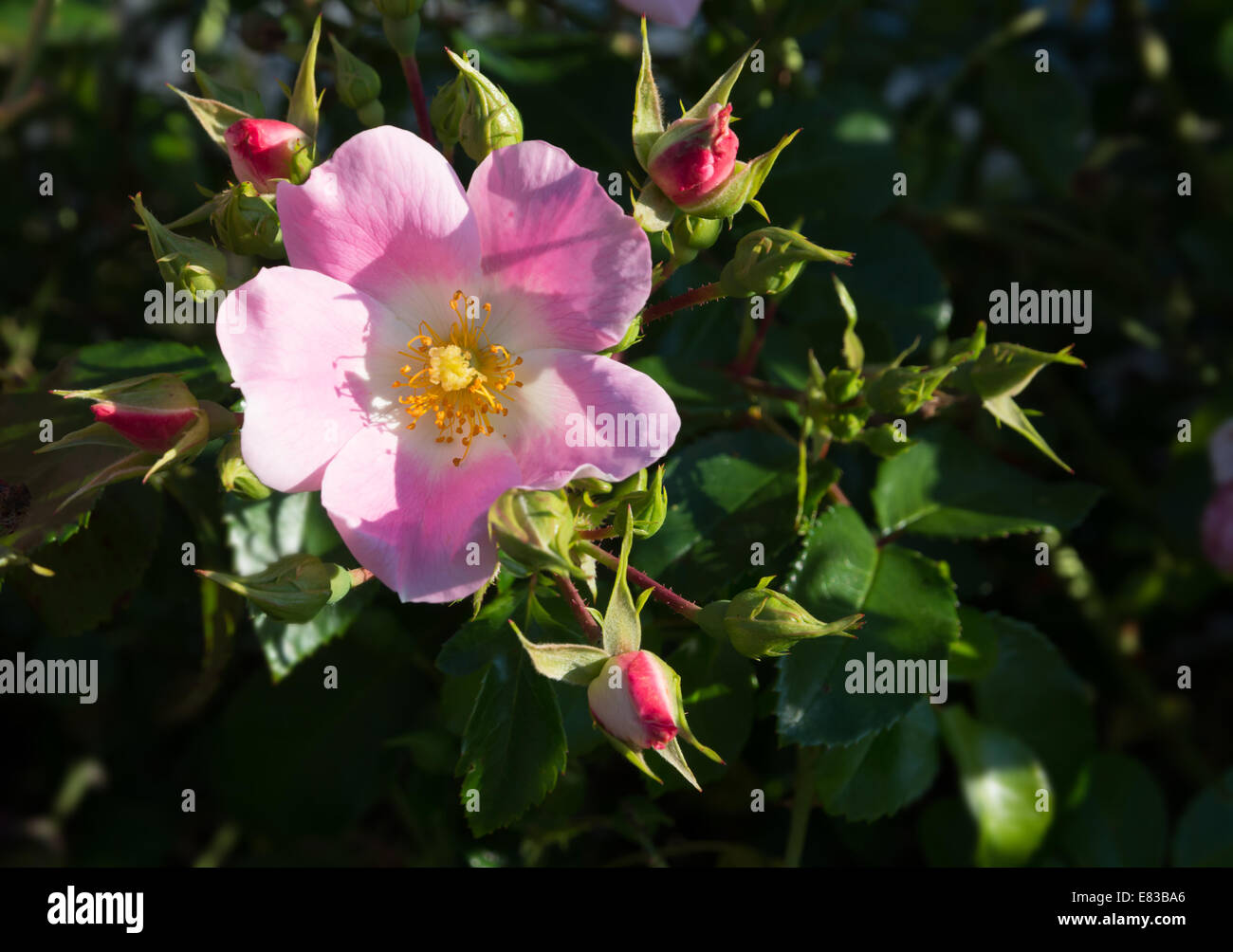 Wild rose. Pink Rosa rugosa or Dog rose closeup in September garden. Stock Photo