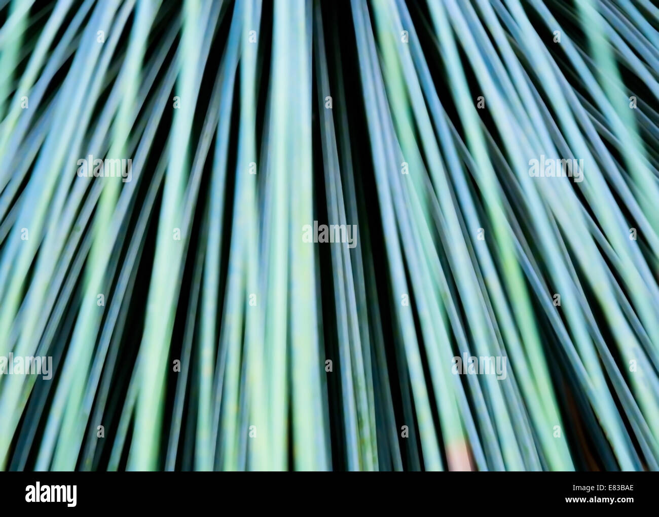 Toothless Sotol, Beargrass, dasylirion quadrangulatum, closeup abstract. Stock Photo