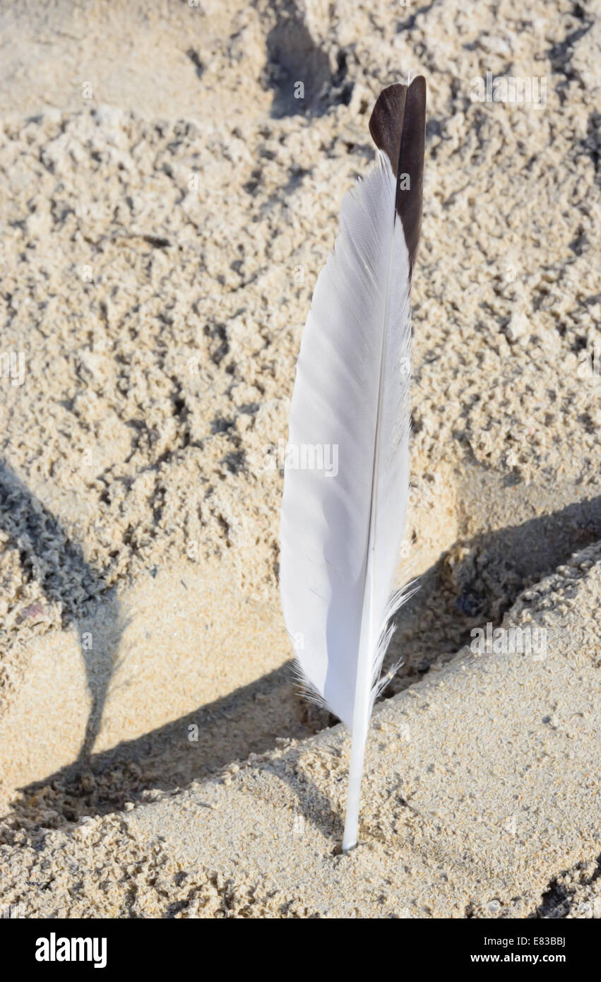 Feather in sand. White feather from a seagull in beach sand Stock Photo