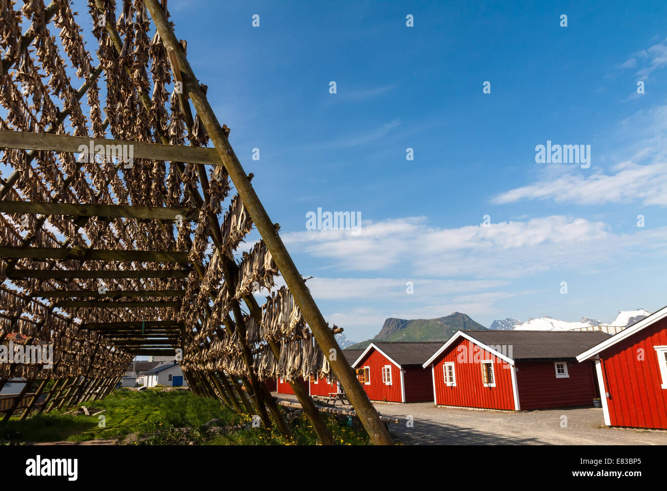 Cod fish at the drying racks and traditional Norwegian house rorbu, Lofoten, Norway Stock Photo