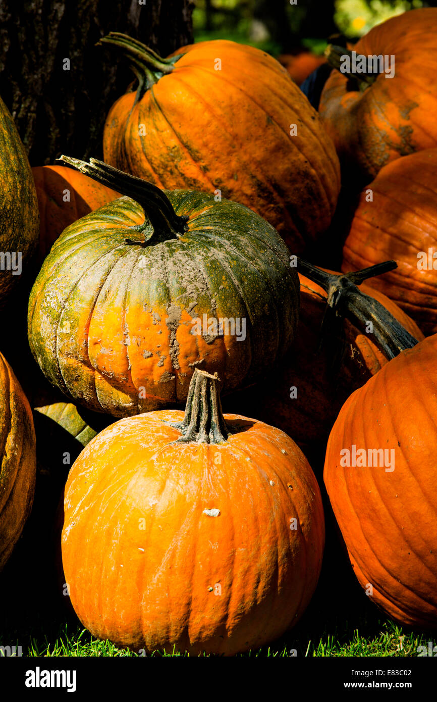 Pumpkins on display at farm Stock Photo - Alamy