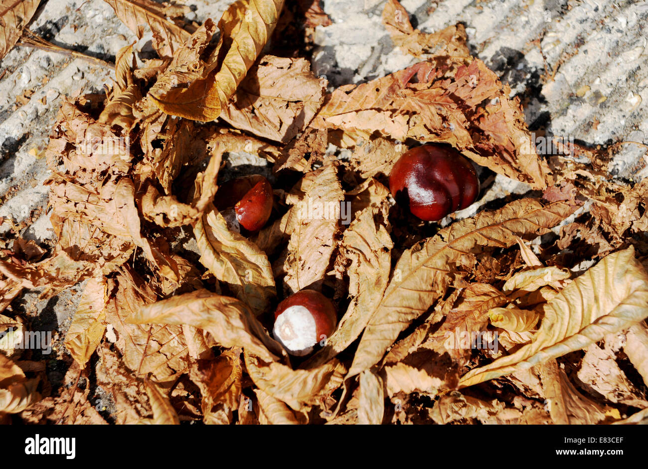 Horse chestnut tree leaves hi-res stock photography and images - Alamy