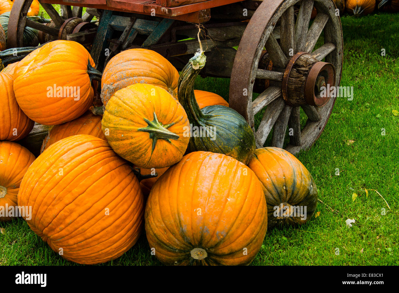 Pumpkins on display at farm Stock Photo - Alamy