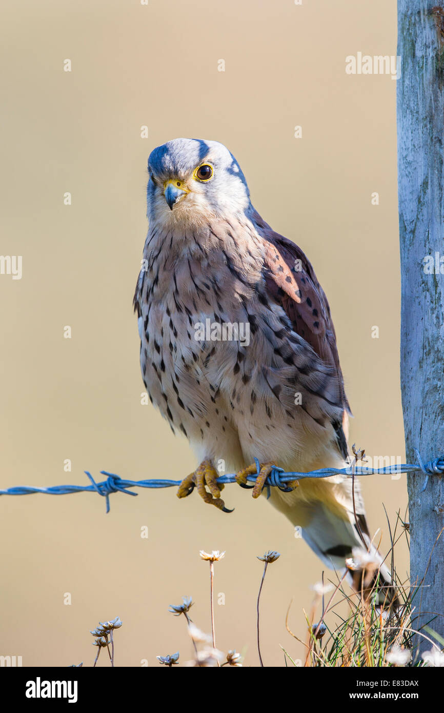 A male kestrel (Falco tinnunculus) in late summer. It is perched on the low barbed wire of a fence. Stock Photo