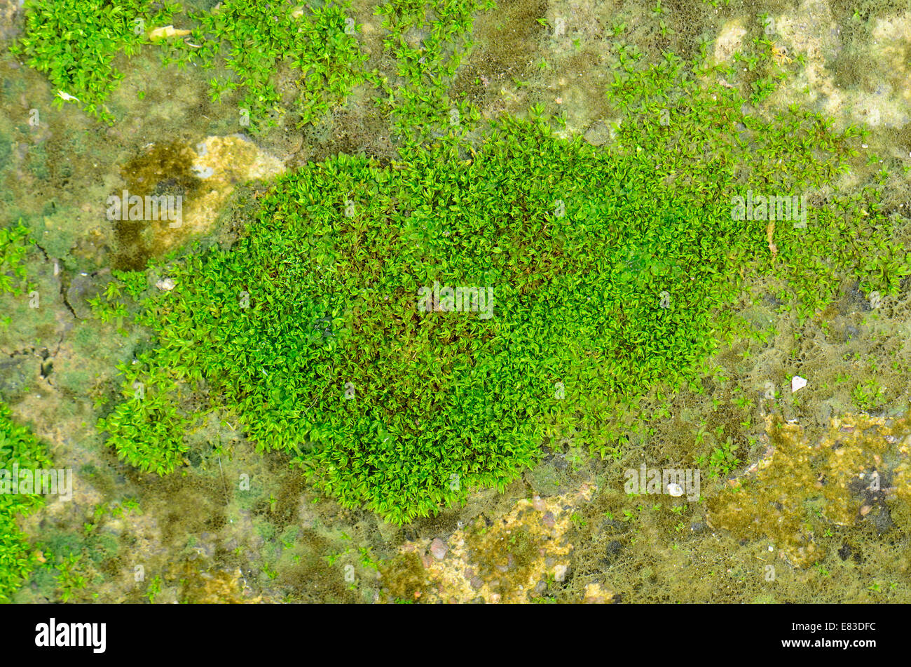 macro photo with green moss background Stock Photo