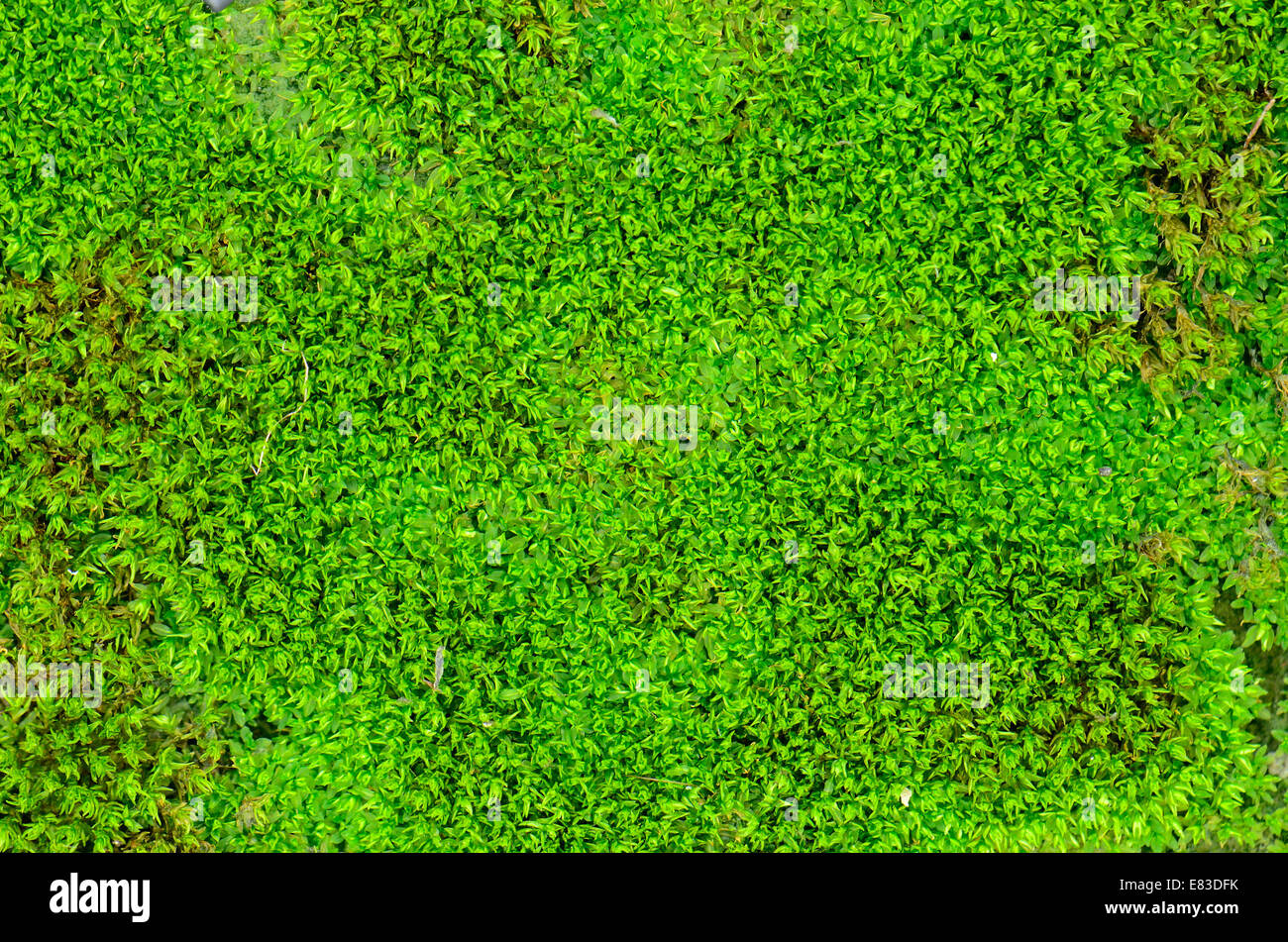 macro photo with green moss background Stock Photo