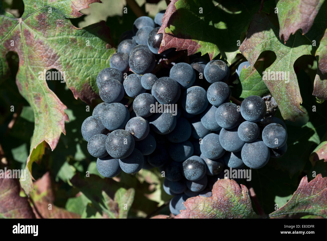 Italy,Vineyard of Piedmont: Langhe-Roero and Monferrato on the World Heritage List UNESCO.Grapes of Barbera Stock Photo