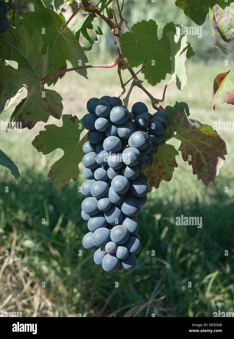 Grape barber hires stock photography and images Alamy