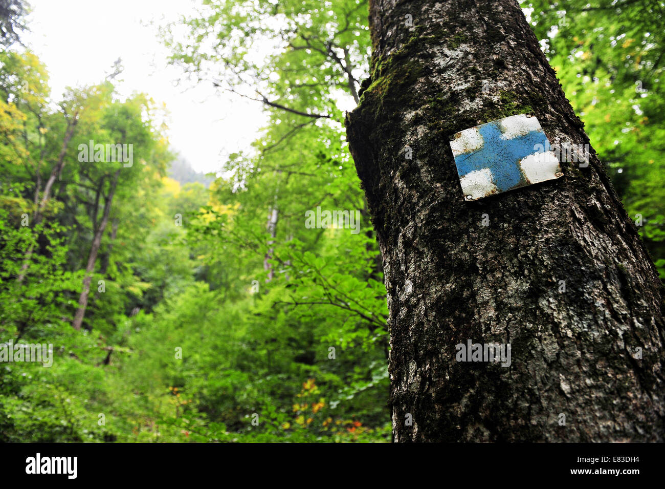 Blue cross symbol marking a tourist hiking route on a tree in the forest Stock Photo