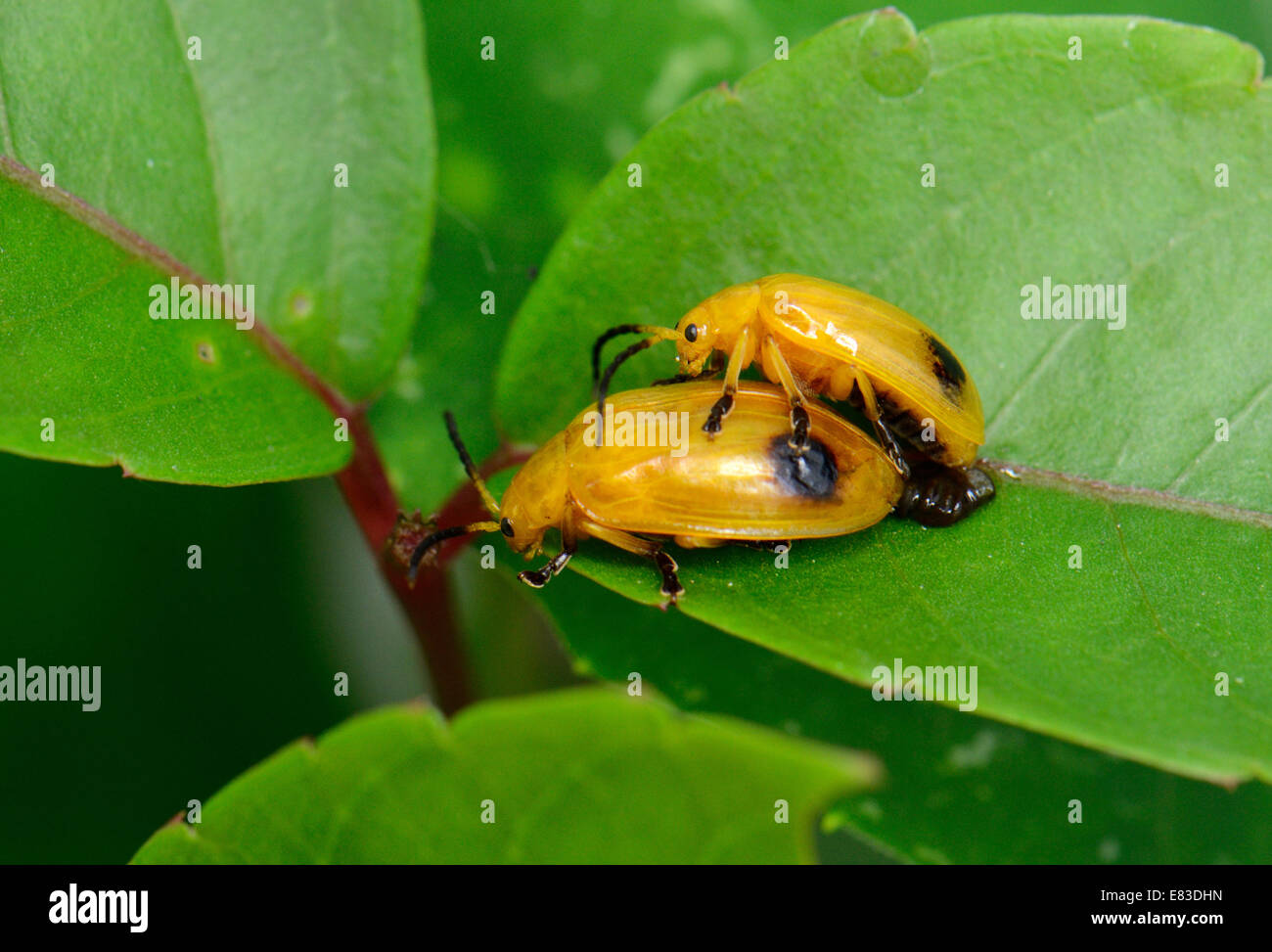 beautiful insect breeding on green leaf in tropical area Stock Photo