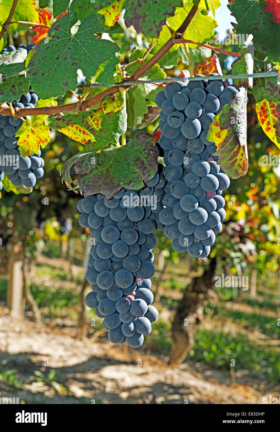 Italy,Vineyard of Piedmont: Langhe-Roero and Monferrato on the World Heritage List UNESCO,Barbera bunch Stock Photo