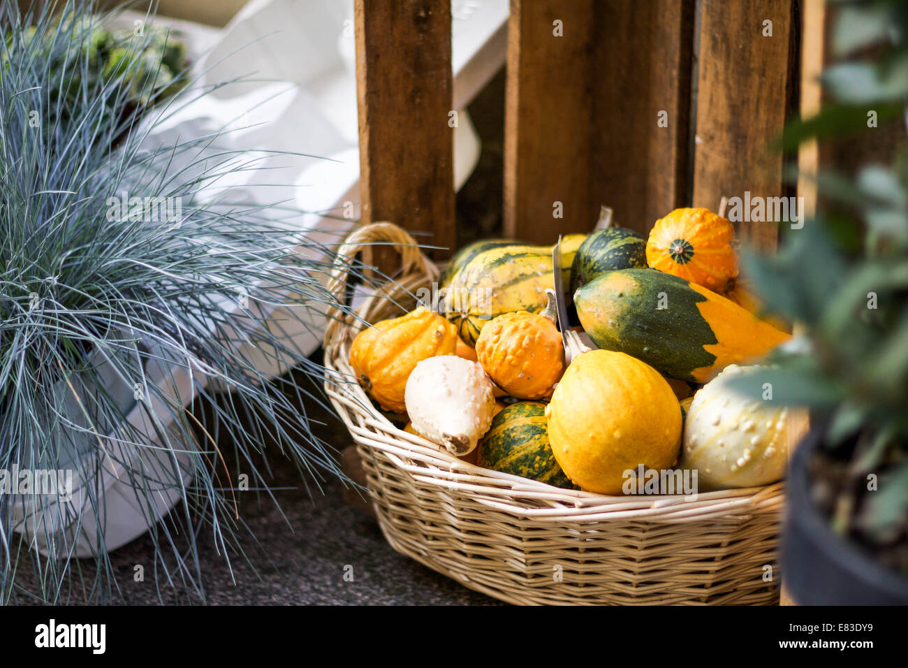 Basket of pumpkins on a market stall Stock Photo - Alamy