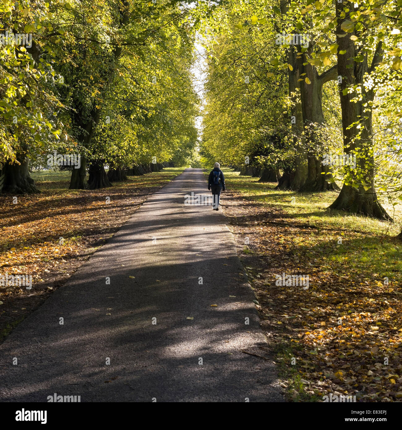 Lone walker, sunlit Lime tree lined avenue in Autumn, Ticknall, Derbyshire, England, UK Stock Photo