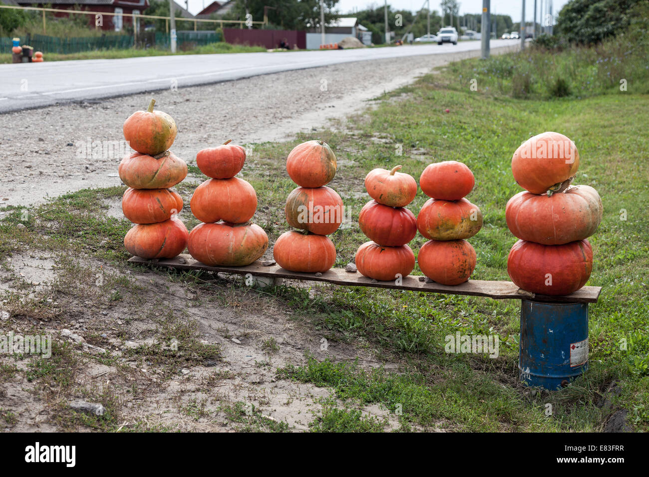 Pumpkins of new harvest ready for sale Stock Photo - Alamy
