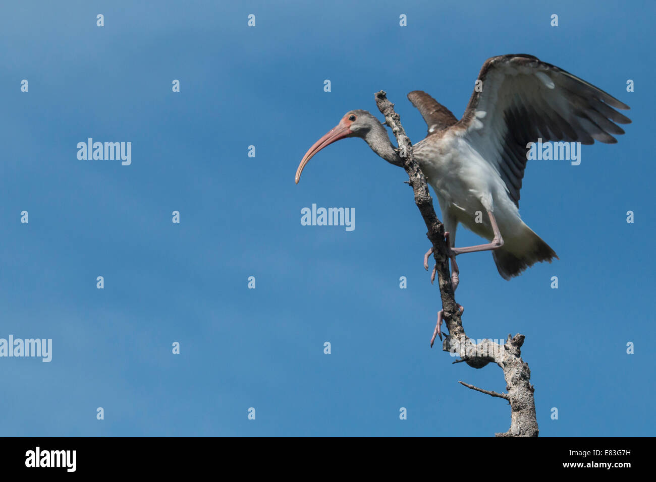 White ibis - Eudocimus albus Stock Photo